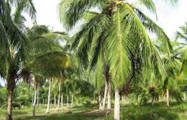 Farmland for Sale! “Own a farm, live in serenity of greenland”