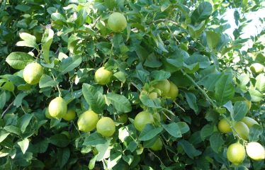 Farmland for Sale! “Own a farm, live in serenity of greenland”